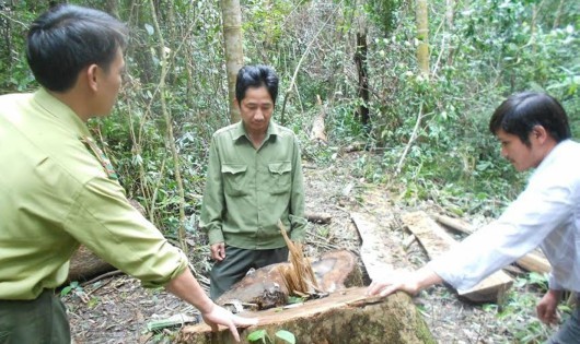 Hạt Kiểm lâm huyện Vĩnh Thạnh cùng cán bộ Ban quản lý Rừng phòng hộ huyện kiểm tra khu vực hiện trường chặt phá rừng tại khoảnh 4, tiểu khu 183.