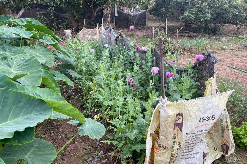 Hình ảnh cây thuốc phiện trồng trong vườn nhà dân tại Bắc Giang.