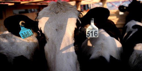 Vinamilk tiếp tục nhập 400 con bò sữa cao sản từ Úc về Việt Nam