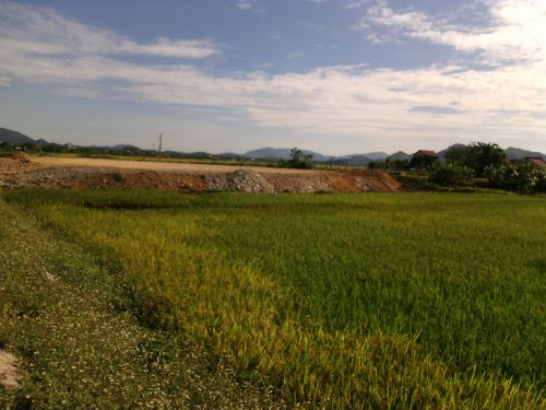 Hàng nghìn mét vuông đất lúa đang bị “bức tử” ngay trước công sở UBND thị trấn Hà Trung.