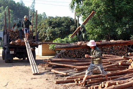 Người dân xã Đô Lương, huyện Hữu Lũng chở gỗ rừng trồng đi tiêu thụ. (Ảnh minh họa)