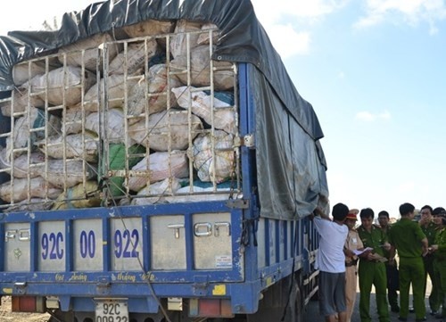 Xe tải chở gần 10 tấn xương động vật hôi thối bị nhà chức trách bắt giữ.