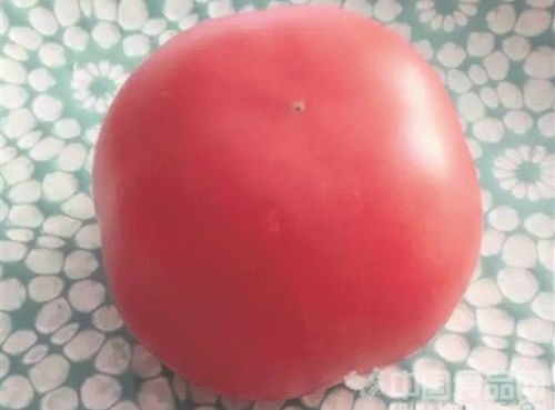 Quả cà chua được cô Phó tung lên mạng xã hội Trung Quốc.