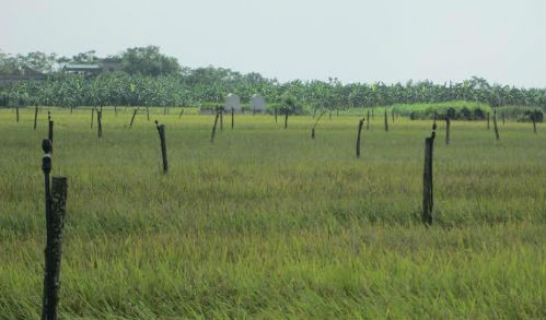 Một số diện tích nằm trong dự án đang được người dân trồng lúa.