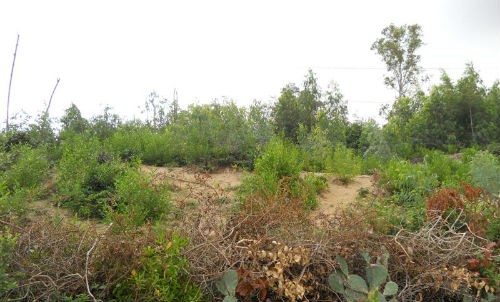 Nhiều người dân tại xã Cát Hải ngang nhiên phát dọn, chiếm dụng, rào chắn đất lâm nghiệp để trồng rừng trái phép.