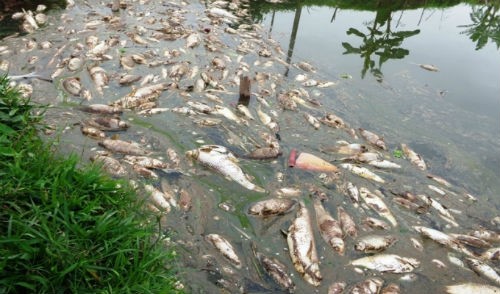 Duy Tiên (Hà Nam): Khốn đốn vì cá chết trắng ao trước giờ thu hoạch
