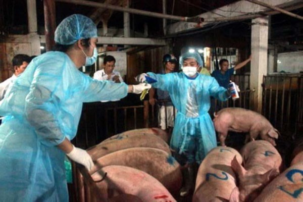 “Sử dụng chất cấm trong chăn nuôi phải bị xử lý như tội phạm ma túy”