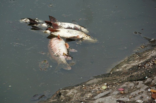Công an TP Hà Nội lấy mẫu nước, cá chết ở hồ Hoàng Cầu đi xét nghiệm