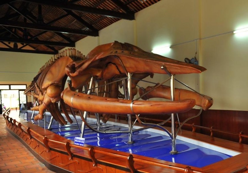 Đến “bảo tàng” xương cá ông lớn nhất Việt Nam, chiêm ngưỡng bộ cốt cá ông lớn nhất Đông Nam Á