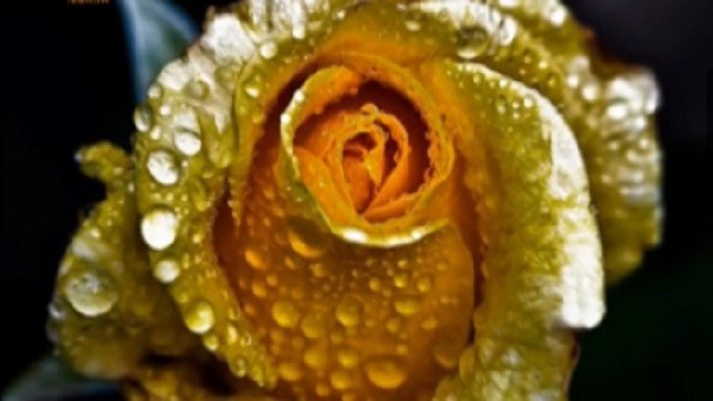 Hoa hồng vàng, 7 màu “cháy hàng” trong dịp Valentine