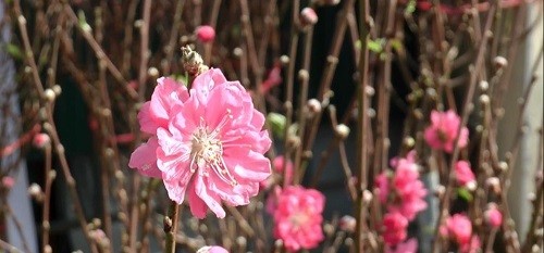 Ngắm hoa đào Nhật Tân khoe sắc trên phố