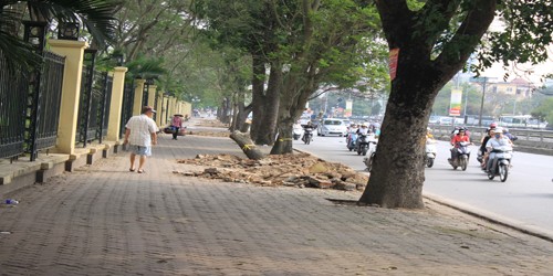 Người dân lên tiếng việc Hà Nội chặt 6.700 cây xanh
