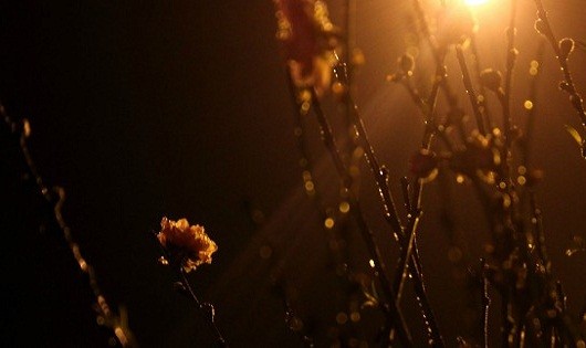 Chợ đêm, điểm hẹn của các loài hoa trong ngày cận Tết