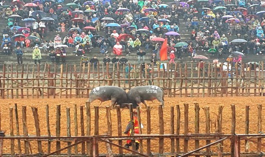 Phù Ninh: Hàng nghìn người đội mưa rét về Lễ hội Chọi trâu