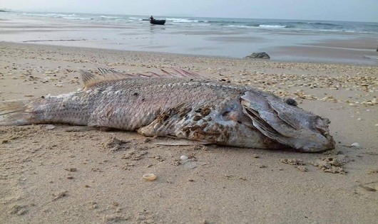Nghiêm cấm buôn bán, tiêu thụ cá chết ở miền Trung