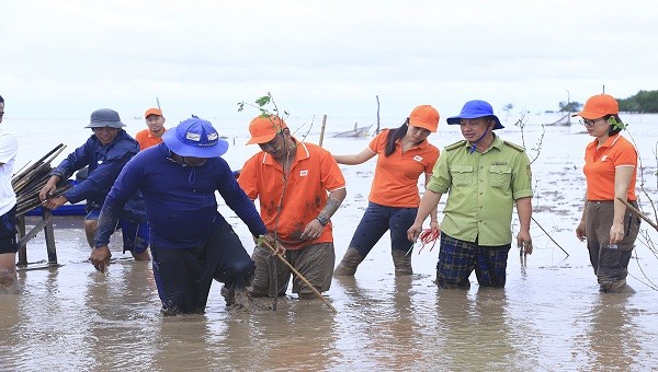 Khu vực trồng 2.000 cây bần nằm ở cửa biển thuộc sông Hậu, là một trong những khu vực chịu thiệt hại nặng nề của triều cường.