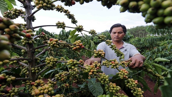 Được vay 70 triệu chương trình hộ mới thoát nghèo, gia đình anh Rơ Châm Khái (dân tộc Ja Rai, ở thị trấn Yaly, huyện Chư Pah, Gia Lai) đã có điều kiện trồng 1ha cà phê, 2ha cao su