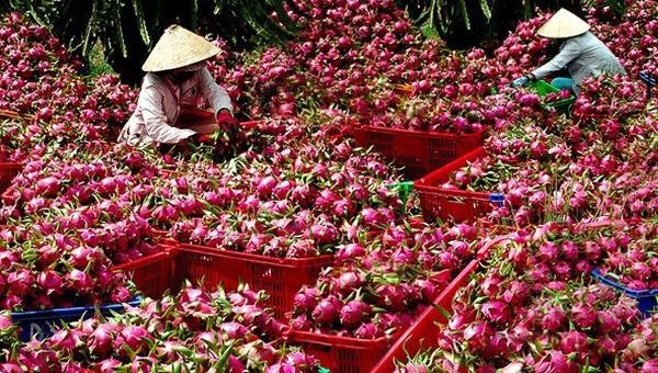 Sở NNPTNT Bình Thuận khuyến cáo người dân tổ chức sản xuất, thu hoạch và thu mua thanh long để phù hợp với tình hình thực tế hiện nay.