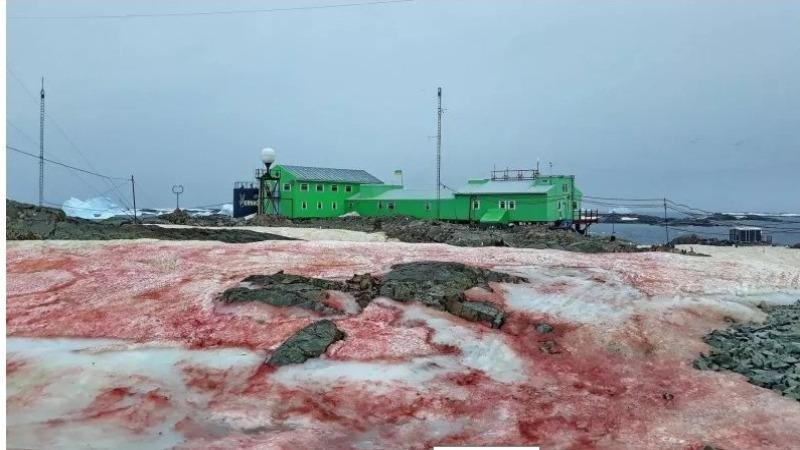 Hình ảnh "tuyết máu" tại Cơ sở nghiên cứu Vernadsky Nằm trên đảo Galindez của Nam Cực.
