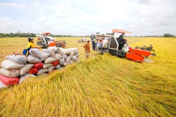 Thực hiện quy định về dự trữ, lưu thông và bình ổn giá lúa gạo