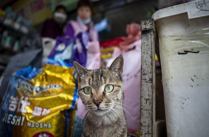 15% số mèo ở Vũ Hán bị nhiễm SARS-CoV-2