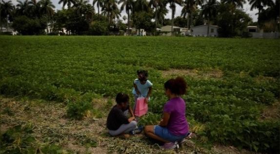 Một gia đình nông dân ở Florida (Mỹ) thu hái đỗ.