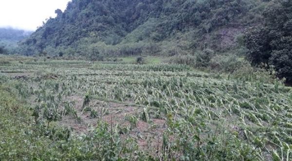 Từ đầu năm đến nay, dông lốc, sét, mưa đá, mưa lớn đã làm 30.000 ha lúa, hoa màu bị thiệt hại.