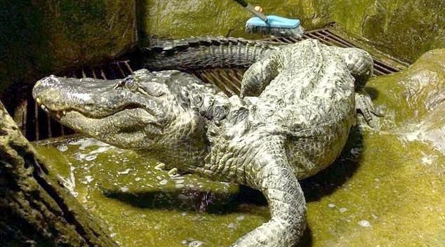 Cá sấu Saturn sống hơn nửa thế kỷ ở vườn thú Moscow. Ảnh: Mail.
