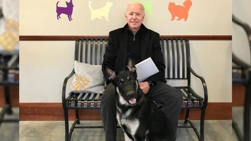 Ông  Joe Biden và chó cưng Mayor.