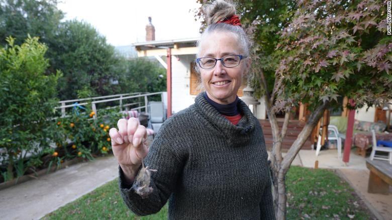 Sue Hodge đang dọn chuột chết khỏi bẫy trong nhà khách hàng ở thị trấn Canowindra của New South Wales, Úc.