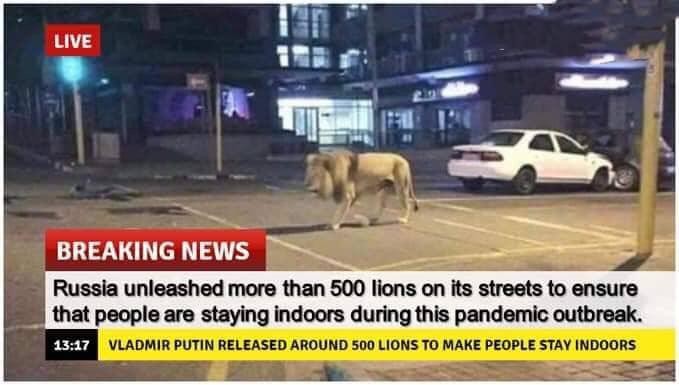 Con sư tử xuất hiện trên phố không liên quan đến Nga hay Tổng thống Vladimir Putin.