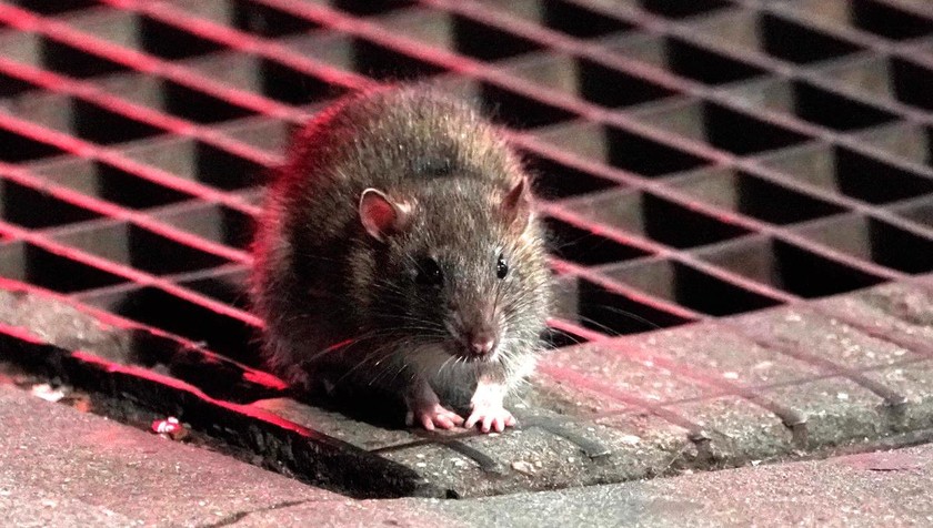 Những con chuột đói ăn do nhà hàng đóng cửa mùa dịch khiến chính quyền nhiều nơi đau đầu. Ảnh: Christopher Sadowski.