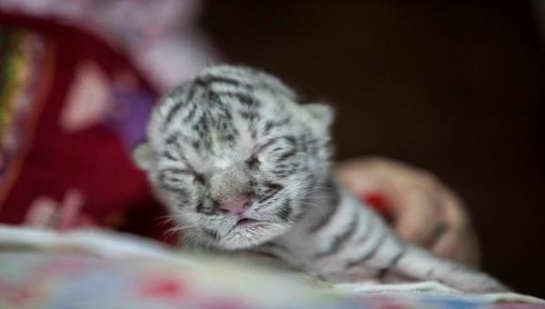 Nieve là con hổ trắng đầu tiên được sinh ra tại Nicaragua.