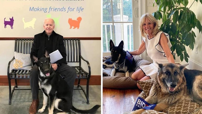 Hai chó cưng của gia đình Biden. 