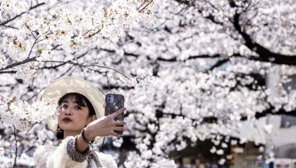 Một cô gái chụp ảnh selfie cùng hoa anh đào.