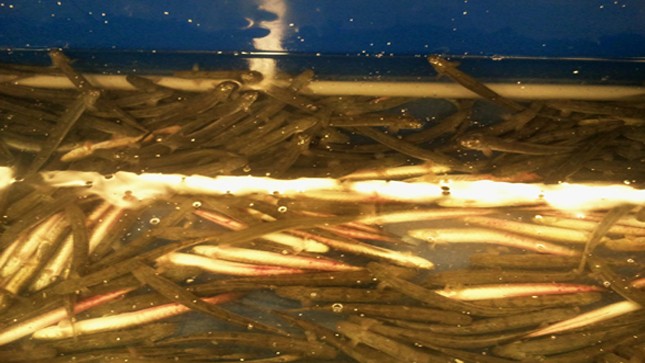 Cá chết trắng, thuỷ sản hôi thối đầy rẫy trong siêu thị Metro