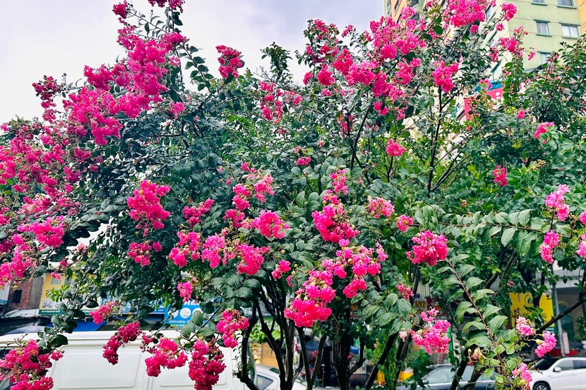 Những bông hoa tường vi rực rỡ khoe sắc dưới cơn mưa của Hà Nội.Ảnh Mỵ Châu