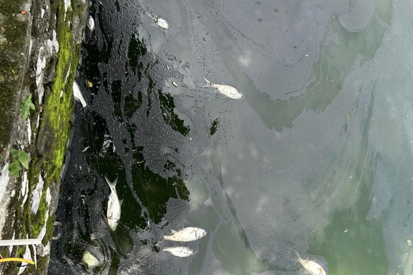 Hình ảnh cá chết trắng nổi lềnh bềnh trên mặt hồ ngày 17/9 vừa qua.Nguồn ảnh Mỵ Châu