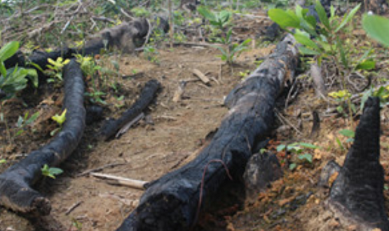 Chủ tịch UBND tỉnh Quảng Ninh yêu cầu làm rõ vụ phá rừng ở Hoành Bồ