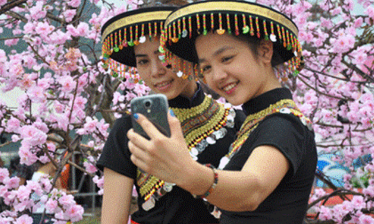 Quảng Ninh: Du khách sẽ thưởng ngoạn Lễ hội hoa Anh đào – Mai vàng Yên Tử trong 4 ngày