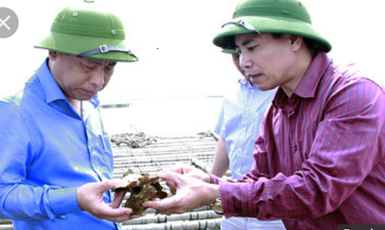 Quảng Ninh: tìm ra nguyên nhân hàu chết gây thiệt hại 82 tỷ đồng