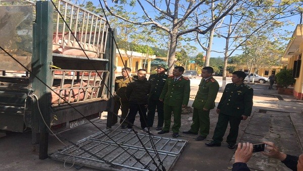 Bắt giữ 19 con lợn còn sống chuẩn bị xuất sang Trung Quốc