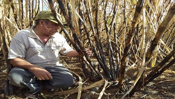 Người nông dân và ngành mía đường đang đưng trước nguy cơ bị "bức tử" khi ATIGA có hiệu lực ở Việt Nam.