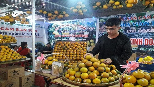 Hàng chục chủng loại cam Vinh xuất hiện ở Hà Nội 