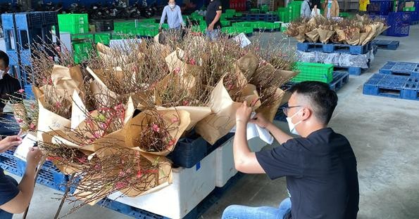 Người dân ở TP Hồ Chí Minh có thể đặt mua đào Nhật Tân và nhận được hoa chỉ sau 3 giờ trên sàn TMĐT