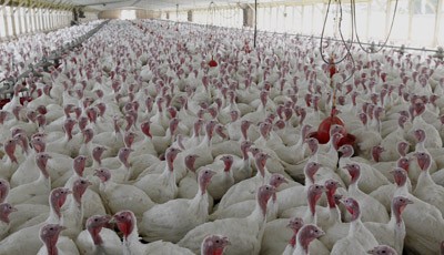 Mỹ cấm dùng kháng sinh cho gia súc 