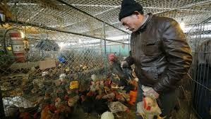 Theo dõi sát cúm gà tại Trung Quốc