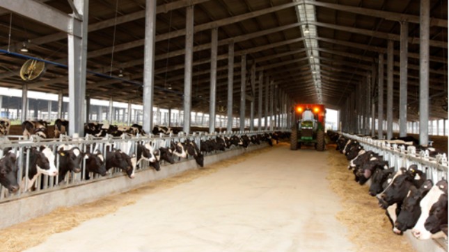 Ứng dụng công nghệ cao trong chăn nuôi bò và sản xuất sữa tươi sạch
