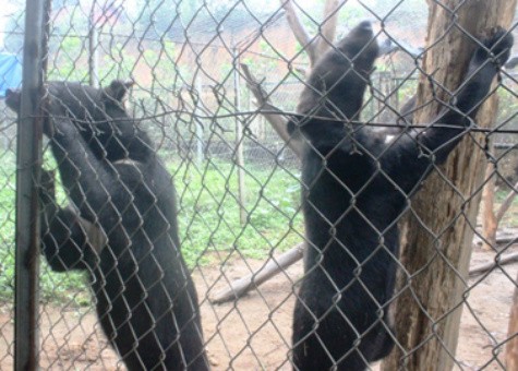 Cứu hộ 2 gấu ngựa từ Khu bảo tồn Xuân Liên
