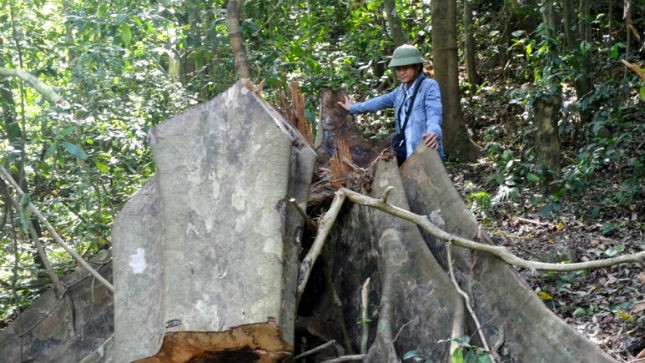 Phóng viên PLO bên một gốc gỗ sú đường kính khoảng 1,2m bị triệt hạ ở rừng bản Phú Minh, xã Thượng Hóa - vùng đệm Phong Nha – Ker Bàng.